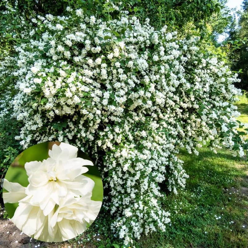Sets 10 Mock Orange Shrub Live Plant, 1 to 2 Feet Tall Snowflake Philadelphus Live Shrubs Outdoor Planting, Bare Root, Dormant, Fragrant And Easy Planting