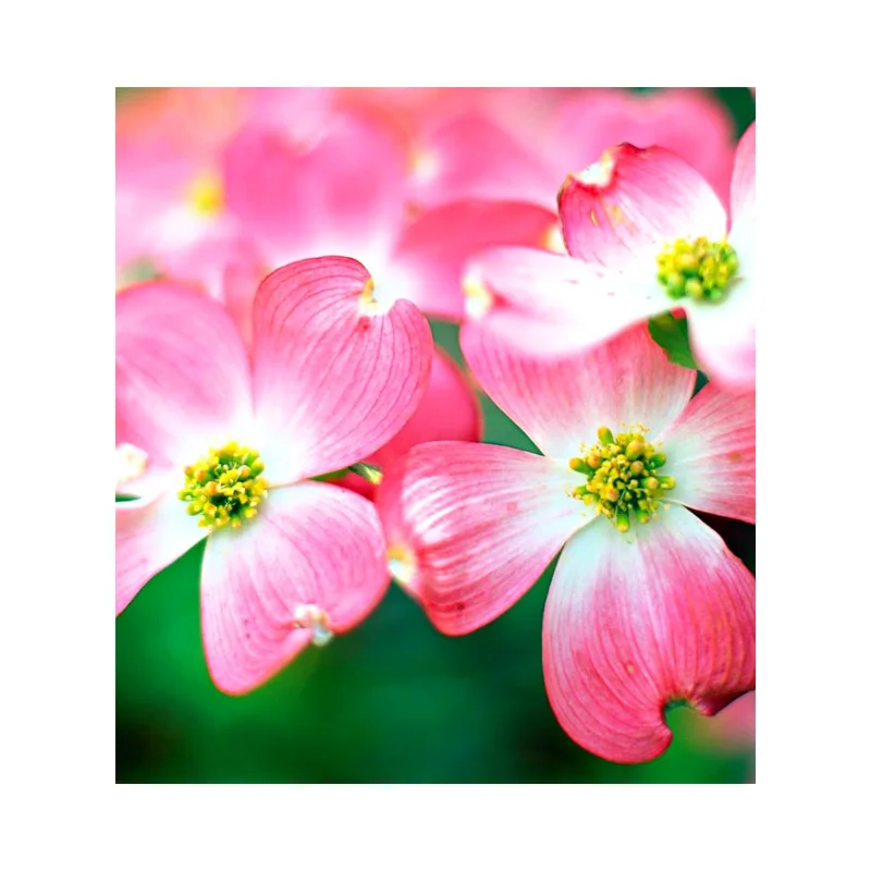 Pink Dogwood Trees Set of 2 - 1 to 1.5 Ft, Dogwood Trees Live Plant In 2.5" Pots, Pink Flowering Dogwood Tree Seedling, Dormant, No Leaf