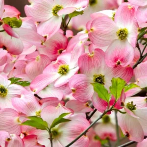 Pink Dogwood Trees Set of 2 - 1 to 1.5 Ft, Dogwood Trees Live Plant In 2.5