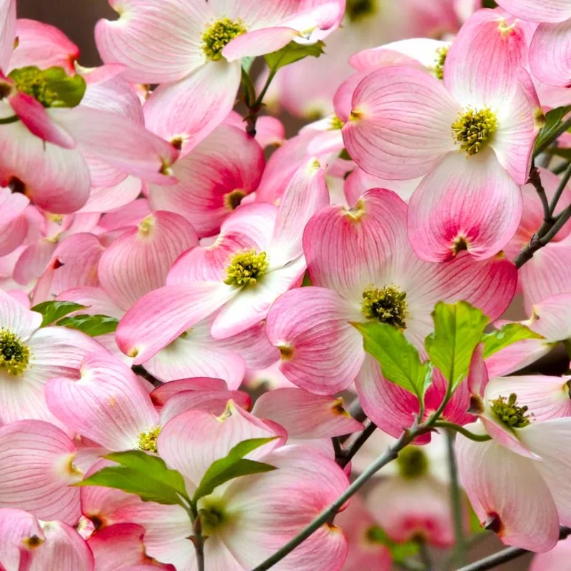 Pink Dogwood Trees Set of 2 - 1 to 1.5 Ft, Dogwood Trees Live Plant In 2.5" Pots, Pink Flowering Dogwood Tree Seedling, Dormant, No Leaf