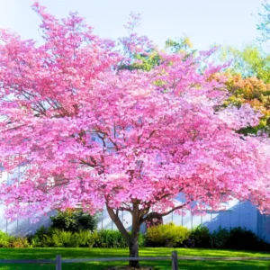 Pink Dogwood Trees Set of 2 - 1 to 1.5 Ft, Dogwood Trees Live Plant In 2.5