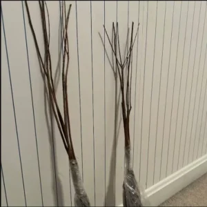 Pink Dogwood Trees Set of 2 - 1 to 1.5 Ft, Dogwood Trees Live Plant In 2.5