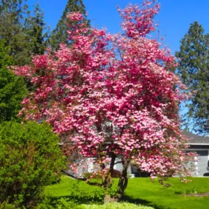 Set of 2 Pink Dogwood Trees Live Plants, 12-18 Inches Tall In 2.5