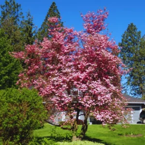 Set of 2 Pink Dogwood Trees Live Plants, 12-18 Inches Tall In 2.5
