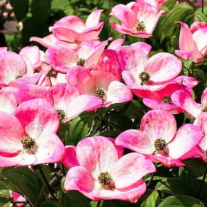 Pack 2 Pink Flowering Dogwood Trees Live Plants, Ready for Planting, Pink Dogwood Tree Seedling, Dormant, No Leaf, 1 to 1.5 Ft Tall