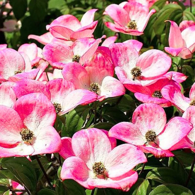 Pack 2 Pink Flowering Dogwood Trees Live Plants, Ready for Planting, Pink Dogwood Tree Seedling, Dormant, No Leaf, 1 to 1.5 Ft Tall
