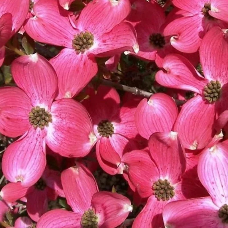 Pack 2 Pink Flowering Dogwood Trees Live Plants, Ready for Planting, Pink Dogwood Tree Seedling, Dormant, No Leaf, 1 to 1.5 Ft Tall