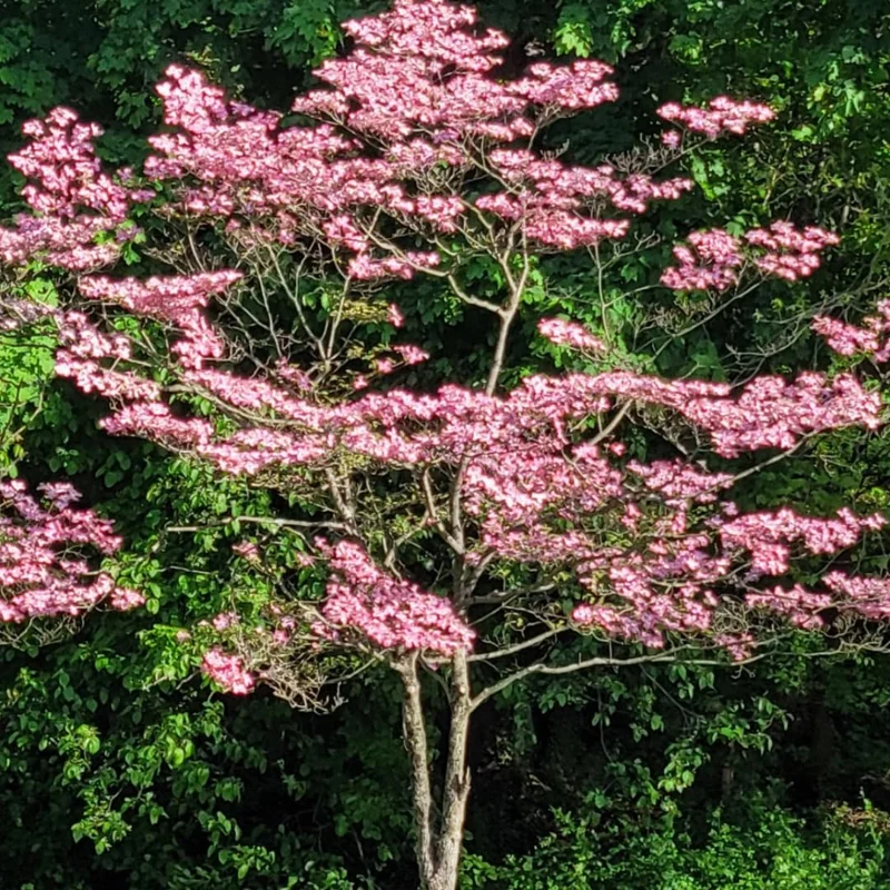 Pack 2 Pink Flowering Dogwood Trees Live Plants, Ready for Planting, Pink Dogwood Tree Seedling, Dormant, No Leaf, 1 to 1.5 Ft Tall