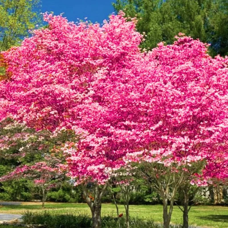 Pack 2 Pink Flowering Dogwood Trees Live Plants, Ready for Planting, Pink Dogwood Tree Seedling, Dormant, No Leaf, 1 to 1.5 Ft Tall