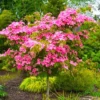 Pink Dogwood Tree Live Plant In Quart Pot, 10 to 16 Inc Tall, Cornus Florida Dogwood Flowering Tree, Dormant In Winter, Zones 5-9