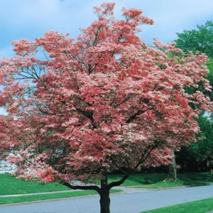 Pink Dogwood Tree Live Plant In Quart Pot, 10 to 16 Inc Tall, Cornus Florida Dogwood Flowering Tree, Dormant In Winter, Zones 5-9