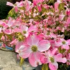 Pink Dogwood Flowering Tree Plant Live In Quart Pot, 10"-16" In Height, Cornus Florida Tree Dormant, Winter Hardy