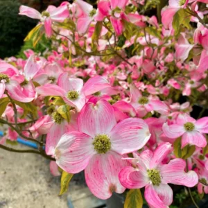 Pink Dogwood Flowering Tree Plant Live In Quart Pot, 10