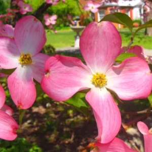 Pink Dogwood Flowering Tree Plant Live In Quart Pot, 10