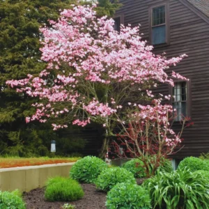 Pink Dogwood Flowering Tree Plant Live In Quart Pot, 10