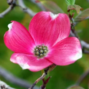 Pink Dogwood Plant Live Tree, 10 to 16 Inches In Tall In Quart Pot, Zones 5-9, Dormant In Winter