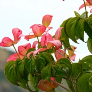 Pink Dogwood Plant Live Tree, 10 to 16 Inches In Tall In Quart Pot, Zones 5-9, Dormant In Winter