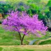 Bundle 5 Live Redbud Trees Seedlings Plants for Yards, 12-18" Dormant, No Pot, Eastern Red Bud Trees Live Plants, Purple Pink Redbud Flower