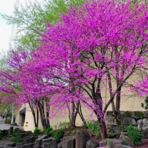 Bundle 5 Live Redbud Trees Seedlings Plants for Yards, 12-18