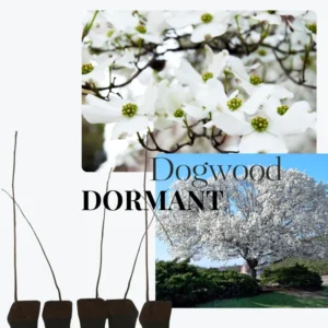 Kousa Dogwood Trees Set of 5, From 1 To 1.5 Ft, Dogwood Trees Live Plant, Kousa Flowering Dogwood Tree Seedling, Dormant, No Leaf, Bare Root