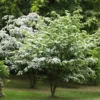 Kousa Dogwood Trees Set of 5, From 1 To 1.5 Ft, Dogwood Trees Live Plant, Kousa Flowering Dogwood Tree Seedling, Dormant, No Leaf, Bare Root