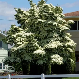 Pack 5 Kousa Flowering Dogwood Trees Live Plants, Ready for Planting, Kousa Dogwood Tree Seedling, Dormant, No Leaf, 1 to 1.5 Ft Tall