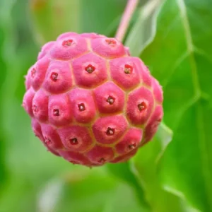 Set of 5 Kousa Dogwood Trees Live Plants Bare Root, 12-18 Inches Tall, Ready for Planting, Kousa Flowering Dogwood Tree Seedling, Dormant, No Leaf