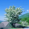 Set of 5 Kousa Dogwood Trees Live Plants Bare Root, 12-18 Inches Tall, Ready for Planting, Kousa Flowering Dogwood Tree Seedling, Dormant, No Leaf