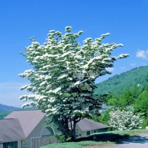 Set of 5 Kousa Dogwood Trees Live Plants Bare Root, 12-18 Inches Tall, Ready for Planting, Kousa Flowering Dogwood Tree Seedling, Dormant, No Leaf