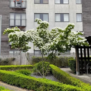 Kousa Dogwood Trees Set of 10 - 1 to 1.5 Ft, Dogwood Trees Live Plant, Kousa Flowering Dogwood Tree Seedling, Dormant, No Leaf, Bare Root