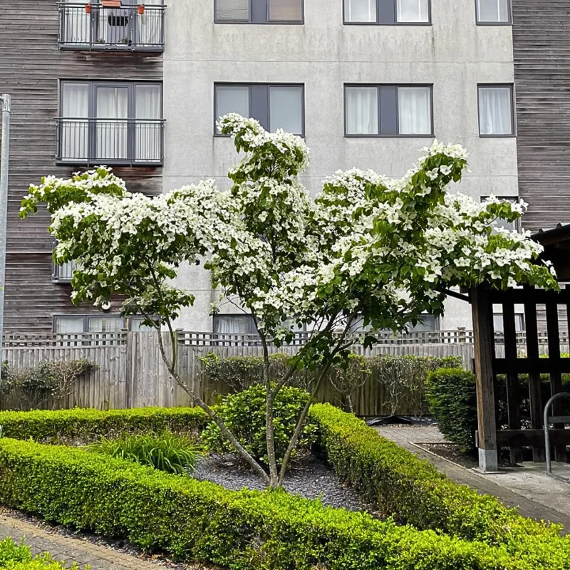 Kousa Dogwood Trees Set of 10 - 1 to 1.5 Ft, Dogwood Trees Live Plant, Kousa Flowering Dogwood Tree Seedling, Dormant, No Leaf, Bare Root