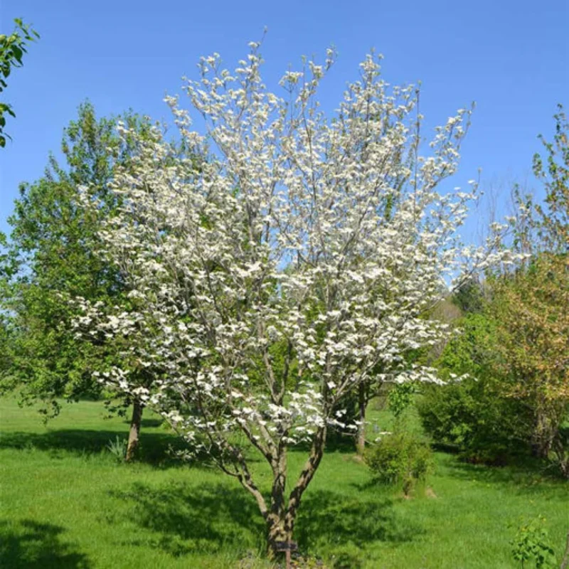White Dogwood Trees Set of 5 - 1 to 1.5 Ft, Dogwood Trees Live Plant, White Flowering Dogwood Tree Seedling, Dormant, No Leaf, Bare Root