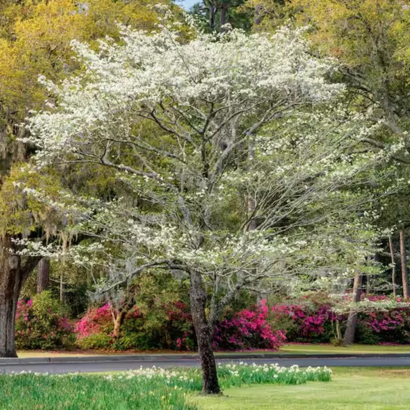White Dogwood Trees Set of 5 - 1 to 1.5 Ft, Dogwood Trees Live Plant, White Flowering Dogwood Tree Seedling, Dormant, No Leaf, Bare Root