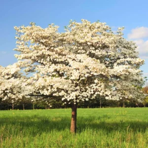 Set of 10 White Dogwood Trees Live Plants Bare Root, 12-18 Inches Tall, Ready for Planting, White Flowering Dogwood Tree Seedling, Dormant, No Leaf