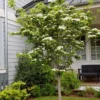 White Dogwood Trees Set of 10 - 1 to 1.5 Ft, Dogwood Trees Live Plant, White Flowering Dogwood Tree Seedling, Dormant, No Leaf, Bare Root