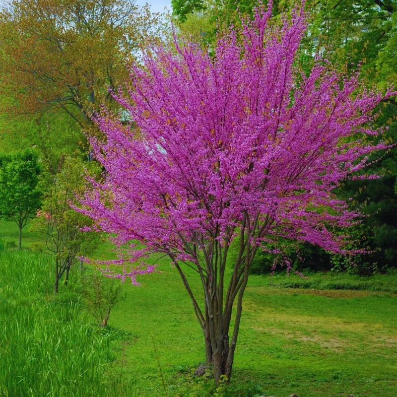 Sets 5 Seedlings Eastern Red Bud Trees Live Plants, Purple Pink Redbud Flower, Redbud Trees Seedlings for Planting, 12-18 Inch Dormant, Spring Blooms