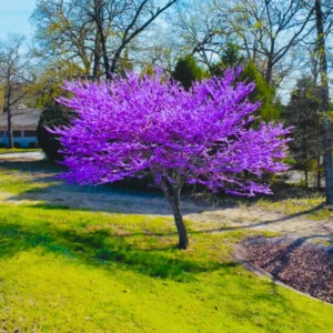 Sets 5 Seedlings Eastern Red Bud Trees Live Plants, Purple Pink Redbud Flower, Redbud Trees Seedlings for Planting, 12-18 Inch Dormant, Spring Blooms