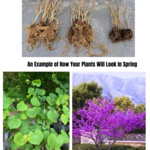 Sets 5 Seedlings Eastern Red Bud Trees Live Plants, Purple Pink Redbud Flower, Redbud Trees Seedlings for Planting, 12-18 Inch Dormant, Spring Blooms