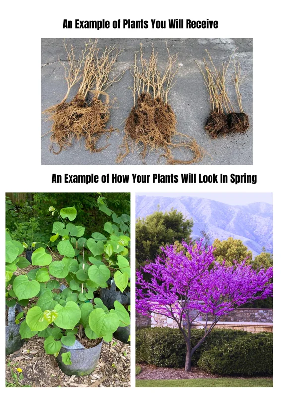 Sets 5 Seedlings Eastern Red Bud Trees Live Plants, Purple Pink Redbud Flower, Redbud Trees Seedlings for Planting, 12-18 Inch Dormant, Spring Blooms