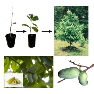 2 Common Pawpaw Trees Live Plants, Paw Paw Plant Indian Banana Trees Asimina Triloba, 6 to 12 Inches In Height In Quart Pot