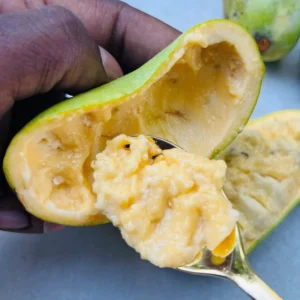 2 Common Pawpaw Trees Live Plants, Paw Paw Plant Indian Banana Trees Asimina Triloba, 6 to 12 Inches In Height In Quart Pot