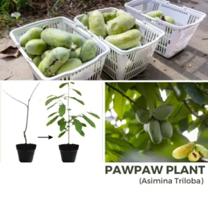Paw Paw Trees In Pot, Pawpaw Plants Live, Common Indian Banana Trees Asimina Triloba, 6 - 12 Inc Tall In Quart Pot