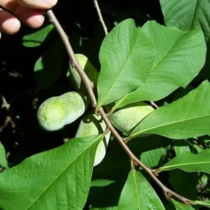 Paw Paw Trees In Pot, Pawpaw Plants Live, Common Indian Banana Trees Asimina Triloba, 6 - 12 Inc Tall In Quart Pot