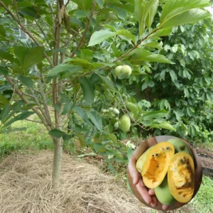 2 Common Pawpaw Trees Live Plants, Paw Paw Plant Indian Banana Trees Asimina Triloba, 6 to 12 Inches In Height In Quart Pot