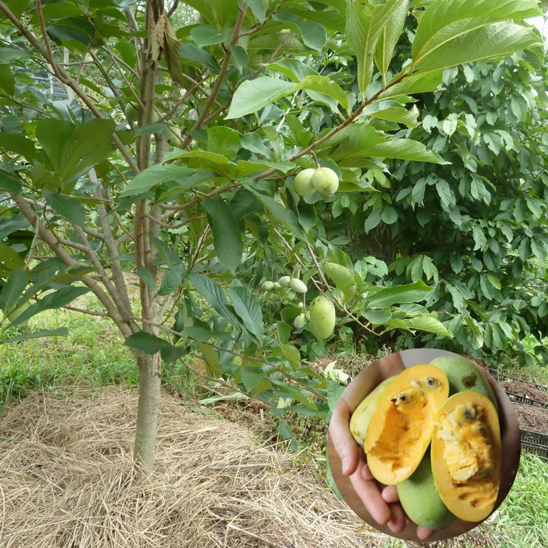 2 Common Pawpaw Trees Live Plants, Paw Paw Plant Indian Banana Trees Asimina Triloba, 6 to 12 Inches In Height In Quart Pot