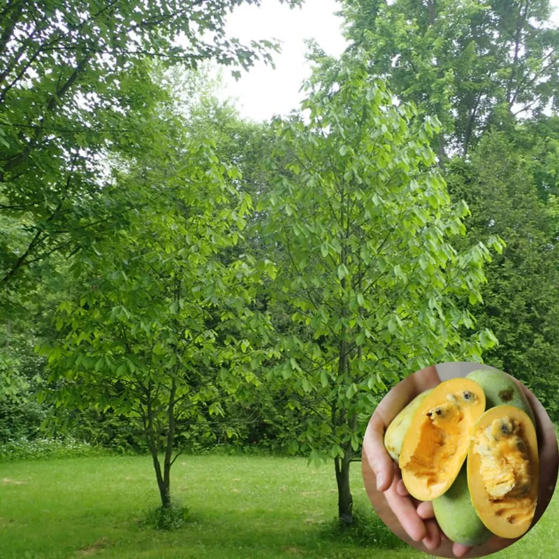 2 Common Pawpaw Trees Live Plants, Paw Paw Plant Indian Banana Trees Asimina Triloba, 6 to 12 Inches In Height In Quart Pot