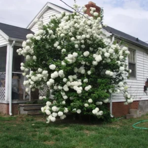 Pee Gee Hydrangea Trees Set 5 Bare Roots, Change Color Hydrangea Shrub, Flowers Hydrangea for Planting, Hardy Hydrangea Bush, Zone 5 to 9