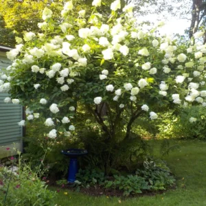 Pee Gee Hydrangea Trees Set 5 Bare Roots, Change Color Hydrangea Shrub, Flowers Hydrangea for Planting, Hardy Hydrangea Bush, Zone 5 to 9