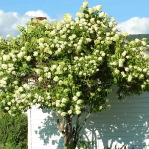 Pee Gee Hydrangea Trees Set 5 Bare Roots, Change Color Hydrangea Shrub, Flowers Hydrangea for Planting, Hardy Hydrangea Bush, Zone 5 to 9