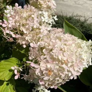 5 White Pee Gee Hydrangea Trees Set 5 Bare Roots, Flowers Hydrangea for Planting, Hardy Hydrangea Bush, Zone 5 to 9, Change Color Hydrangea Shrub